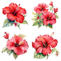 Set of realistic watercolor bouquet with light red hibiscus flowers and green leaves. Tropical flower illustration for wedding invitations, greeting cards, and postcards. - obrazy, fototapety, plakaty