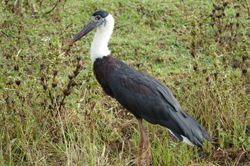 Wild ciconia episcopus in Yala natoinal park