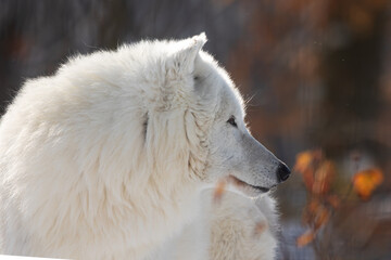 male Arctic wolf (Canis lupus arctos) picture in winter with colour background