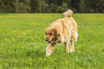 Fototapeta premium female gold Hovie in the grass