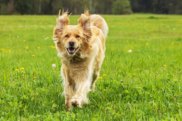 female gold Hovie is very funny while running