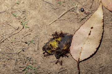 Carpenter ants (Camponotus gibber) large endemic ant