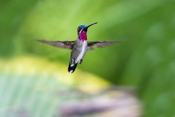 Long-billed Starthroat hummingbird hovering in the air with spread wings facing camera 