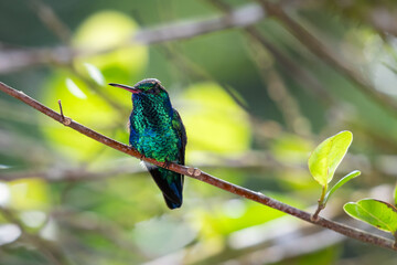 Iridescent and glittering Blue-chinned Sapphire hummingbird perching in the forest with bright colors