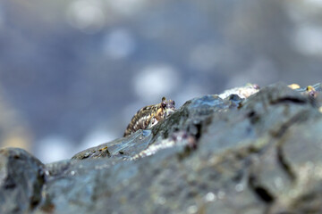 Fish Leaping blenny - Alticus saliens. Also known as the jumping blenny. Gulf of oman