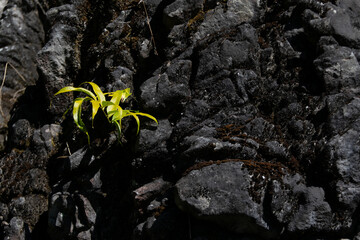 flower in the forest