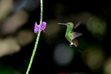 A green Copper-rumped hummingbird flying out of a black background with purple flower and bokeh