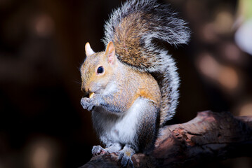 Eichhörnchen in Florida