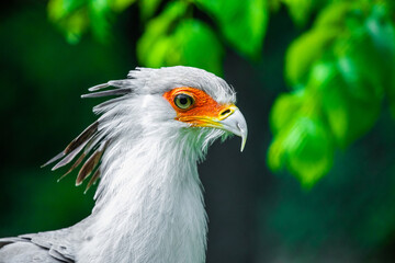 secretary bird (Sagittarius serpentarius)large of prey.