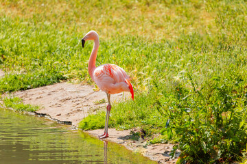 flamingos walking in water with green grasses background.