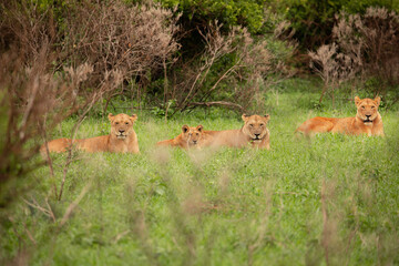 Lioness and cub South Africa closeup