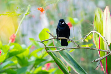 A black bird, the White-lined Tanager perched on a branch with colorful blurred background