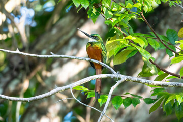 A tropical bird, the Rufous-tailed Jacamar, perches on a branch at the edge of the rainforest facing camera