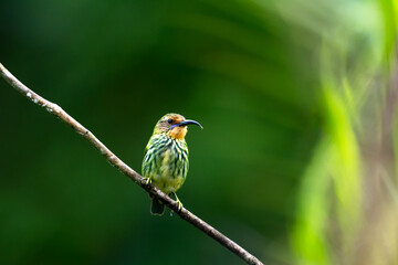 Small colorful bird, Purple Honeycreeper perching alone  on a small branch in the forest with light streaming in