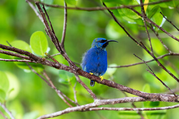 A Purple Honeycreeper fluffing his feathers on a branch in the rainforest