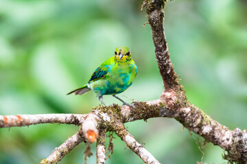 A young bird, the Green Honeycreeper, on a branch with molting green and blue feathers