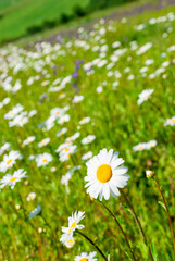 Chamomile flowers on a background of grass. Spring concept