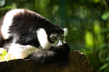 Black and white Ruffed Lemur closeup