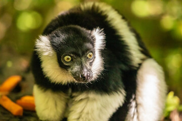 Black and white Ruffed Lemur closeup