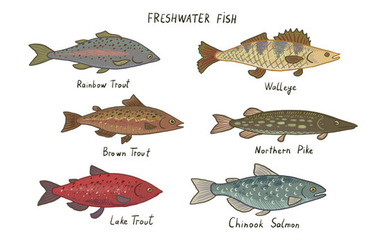 River freshwater fish vector illustrations set.