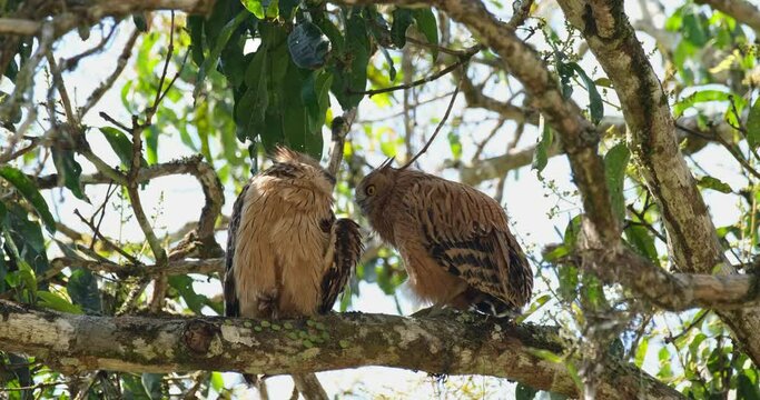 Buffy Fish Owl Ketupa ketupu, Thailand. Mother bird preens and grooms a young owl.