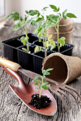 Gardening concept. young tomato seedlings - 714797020