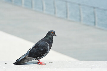 a pigeon stands on a concrete parapet - a place for text