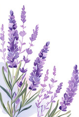 Naklejka premium ラベンダーの水彩イラスト、手書き