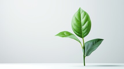 Fresh Foliage: Vibrant Green Leaves in Nature