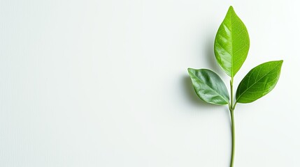 Fototapeta premium Botanic Vitality: Lively Green Leaves and Growth