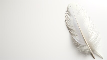 Tranquil Tenderness: The Soft Profile of a Feather