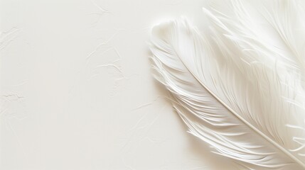 Feathered Simplicity: The Essence of Lightness