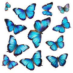 blue tropical butterflies moths for design