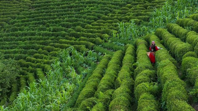 Woman Picking Tea in the Tea Garden Drone Video, Cayeli Rize, Turkiye (Turkey)