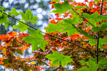 Green maple leaves on a tree branch on a summer day in the park.