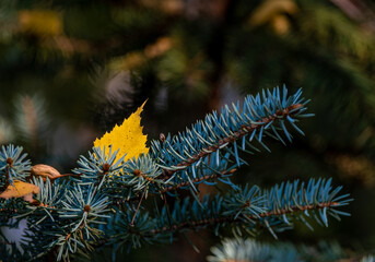 Yellow autumn leaves on a tree branch on a sunny day.