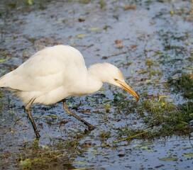 wildlife photography