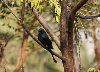 wildlife photography