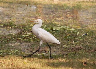wildlife photography