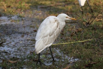 wildlife photography