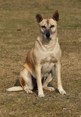 wildlife photography