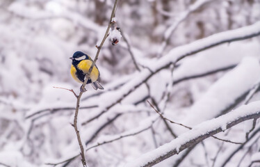 A tit is sitting on a branch of a bush against the background of a snowy forest.