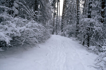 A road in a snowy forest on a winter day.