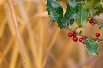 Früchte der europäischen Stechpalme (Ilex aquifolium)