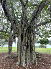 A fig tree with aerial roots, in Sarasota, Florida.