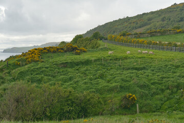 Schafe auf einer Weide in der Nähe vom Gobbins Cliff