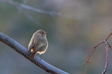 Black Redstart perched on a tree branch