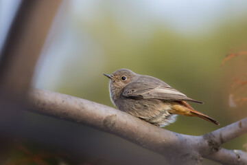 Black Redstart perched on a tree branch