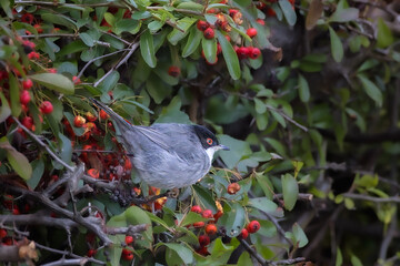 Sardinian Warbler eating berries in a bush