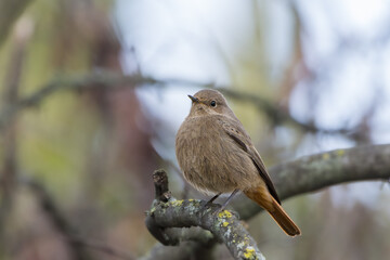 Black Redstart perched on a tree branch